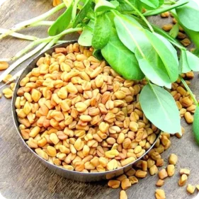 Fenugreek Seeds