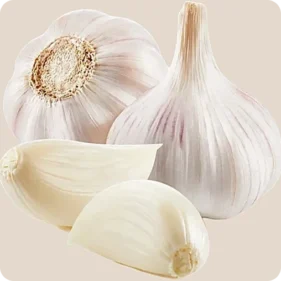 Garlic